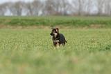 BERGER ALLEMAND 1186